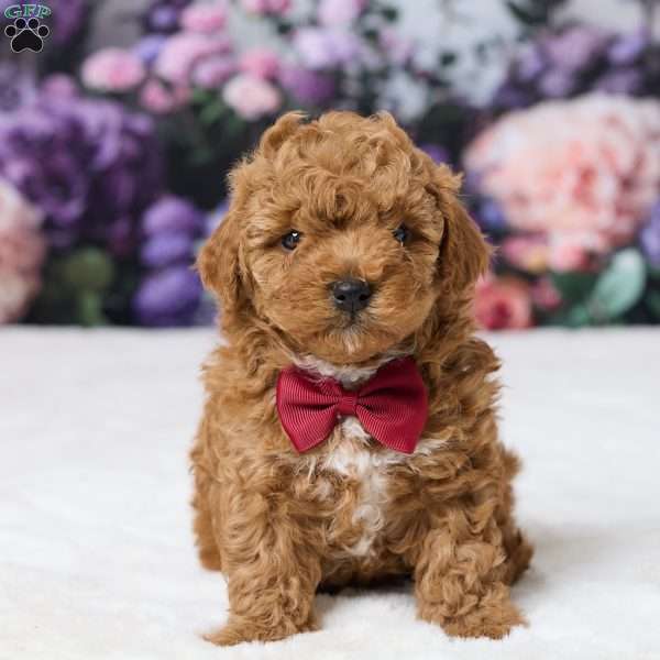 Tommy, Miniature Poodle Puppy
